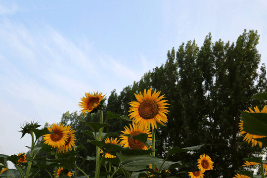 葵花