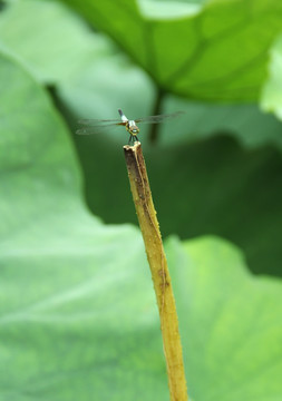 蜻蜓