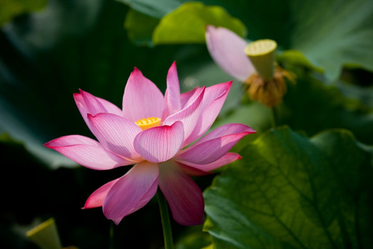 荷花