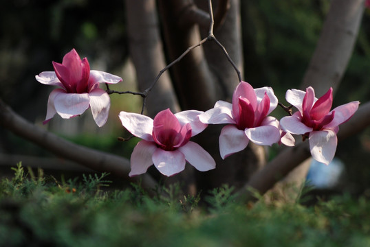 玉兰花 花卉 花朵 春花 花瓣