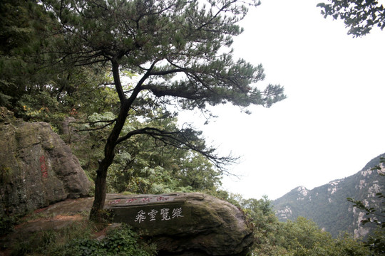庐山迎客松