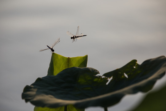荷叶上的两只蜻蜓 飞舞 动感
