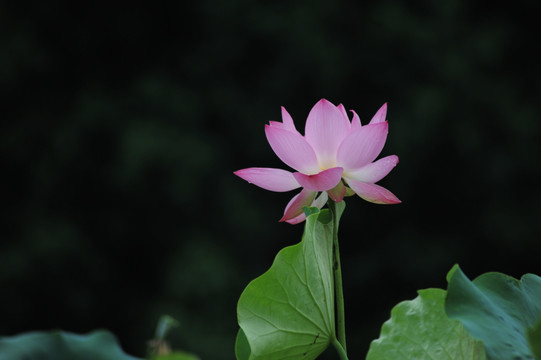 雨荷