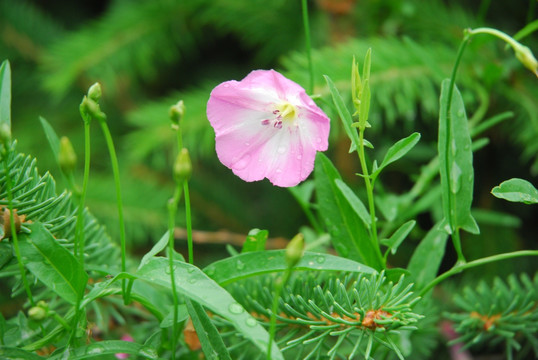 田旋花 夹竹桃