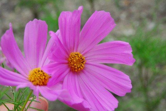 大波斯菊