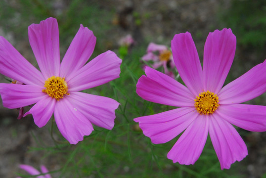 大波斯菊