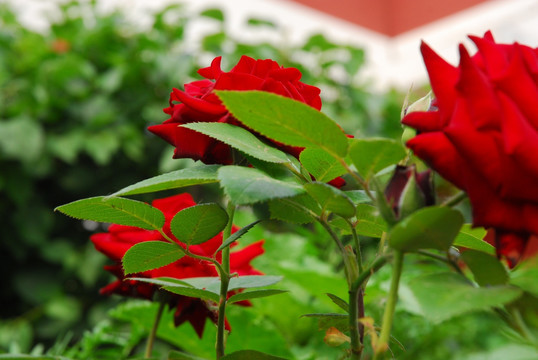月季花
