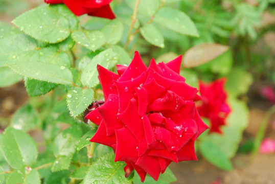 月季花