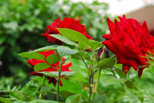 月季花