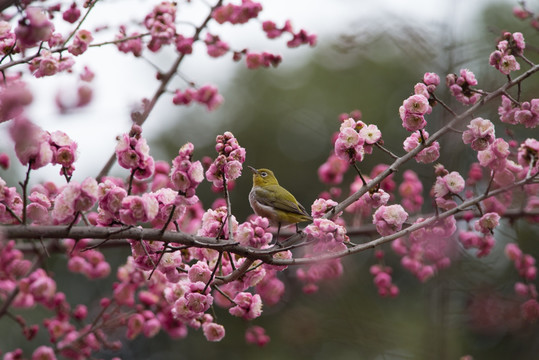 红胁绣眼鸟与红梅花