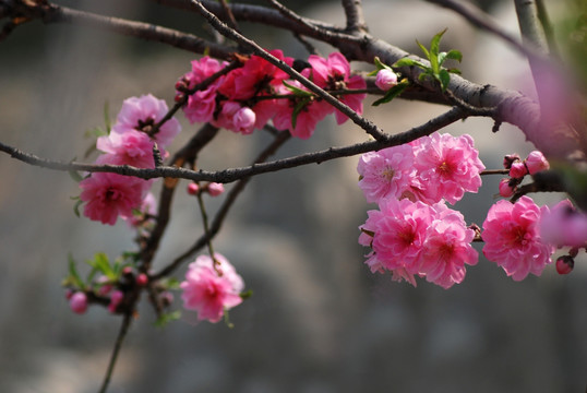 桃花 碧桃 花卉 花朵 春花