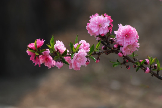 桃花 碧桃 花卉 花朵 春花