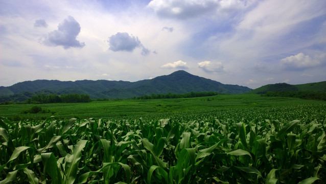 夏日玉米地