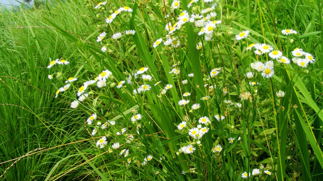 野菊花