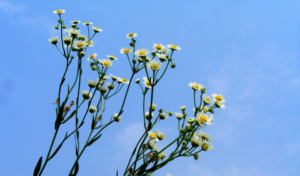 野菊花