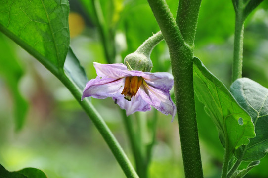 茄子花