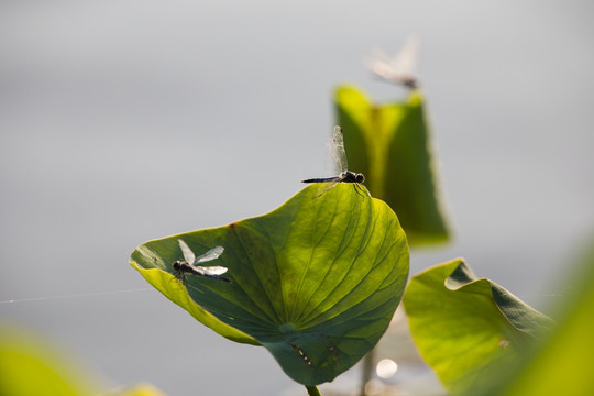 荷叶上的两只蜻蜓 水面反光