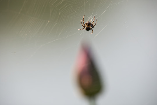 荷塘里的蜘蛛 蜘蛛网 荷花