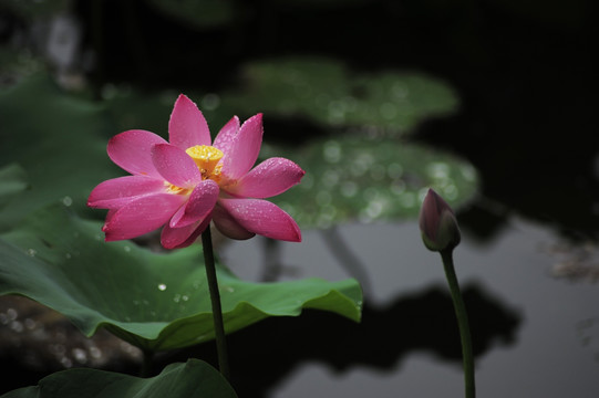 雨荷