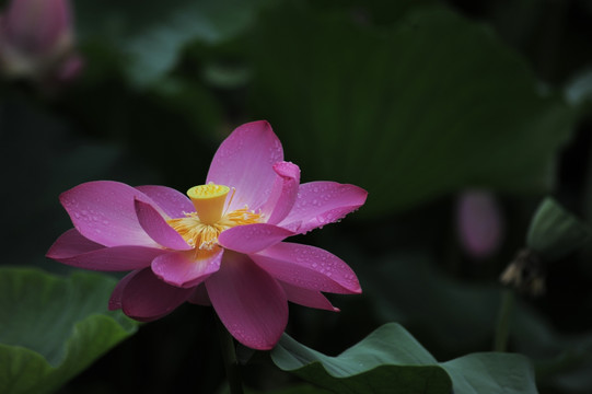 雨荷