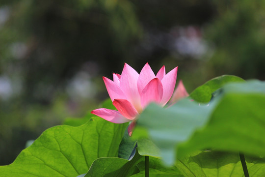 荷花池