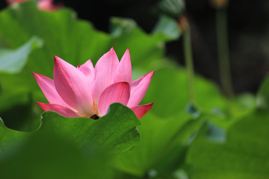 荷花