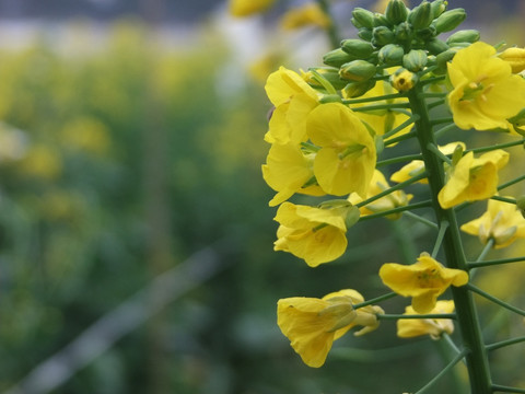 油菜花