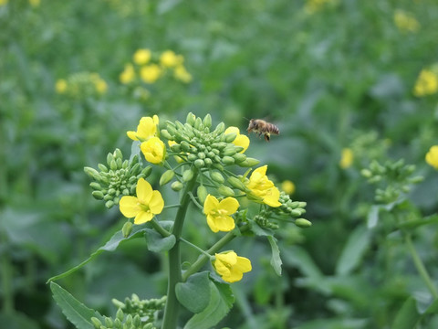 油菜花