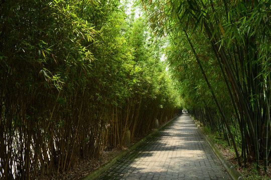 四川建川博物馆竹林游道