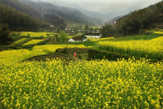 油菜花