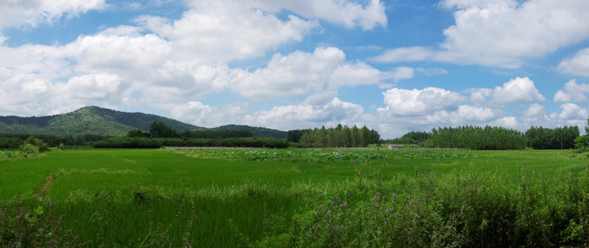 巨幅风景 蓝天白云水稻田