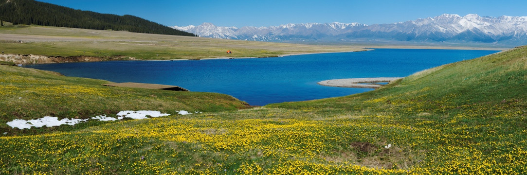 赛里木湖 天山黄花