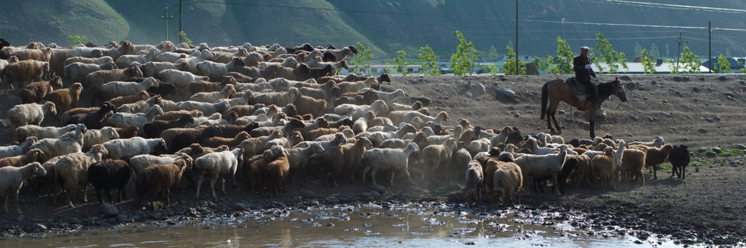 牧羊 唐布拉草原