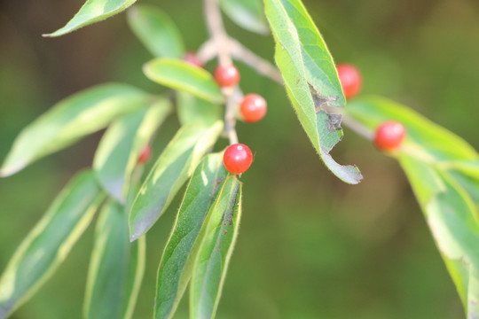 红果 绿色植物