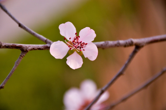 小清新 桃花