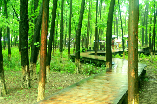 树林 木桥