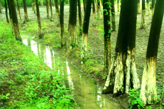 树林 小溪水 林间溪水