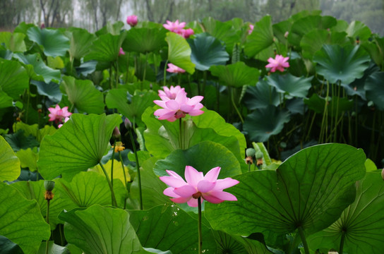 荷花
