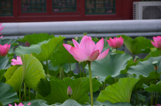 荷花