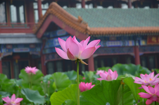 荷花