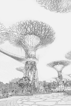 新加坡植物园素描