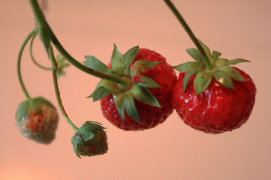 草莓 果实