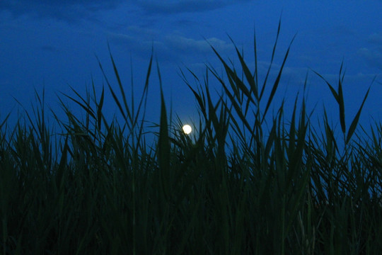 月亮  芦苇  夜景