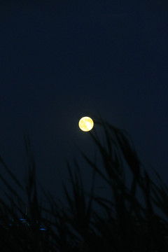 月亮  芦苇