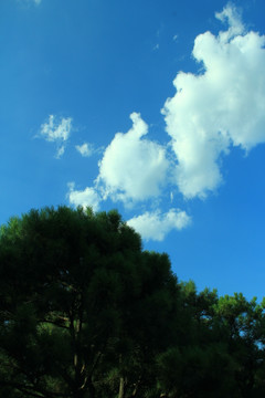蓝天白云 树林 树木