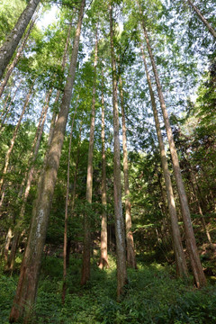 水杉 森林 植被