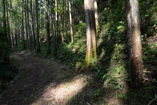 水杉 森林 植被