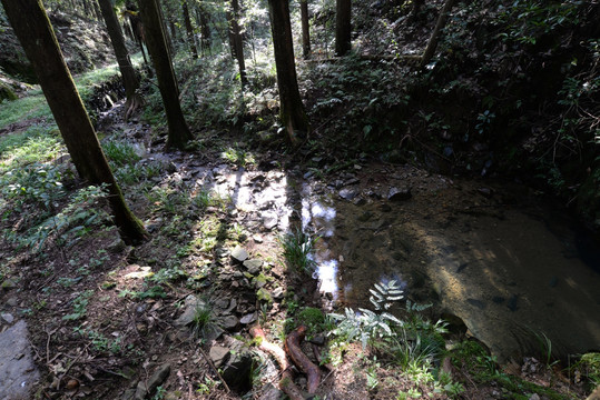 森林 野生