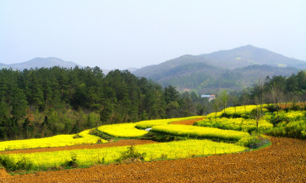 油菜花