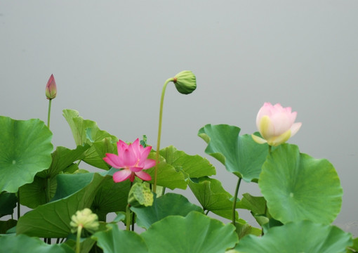 荷花 新荷 夏荷 荷叶 花卉